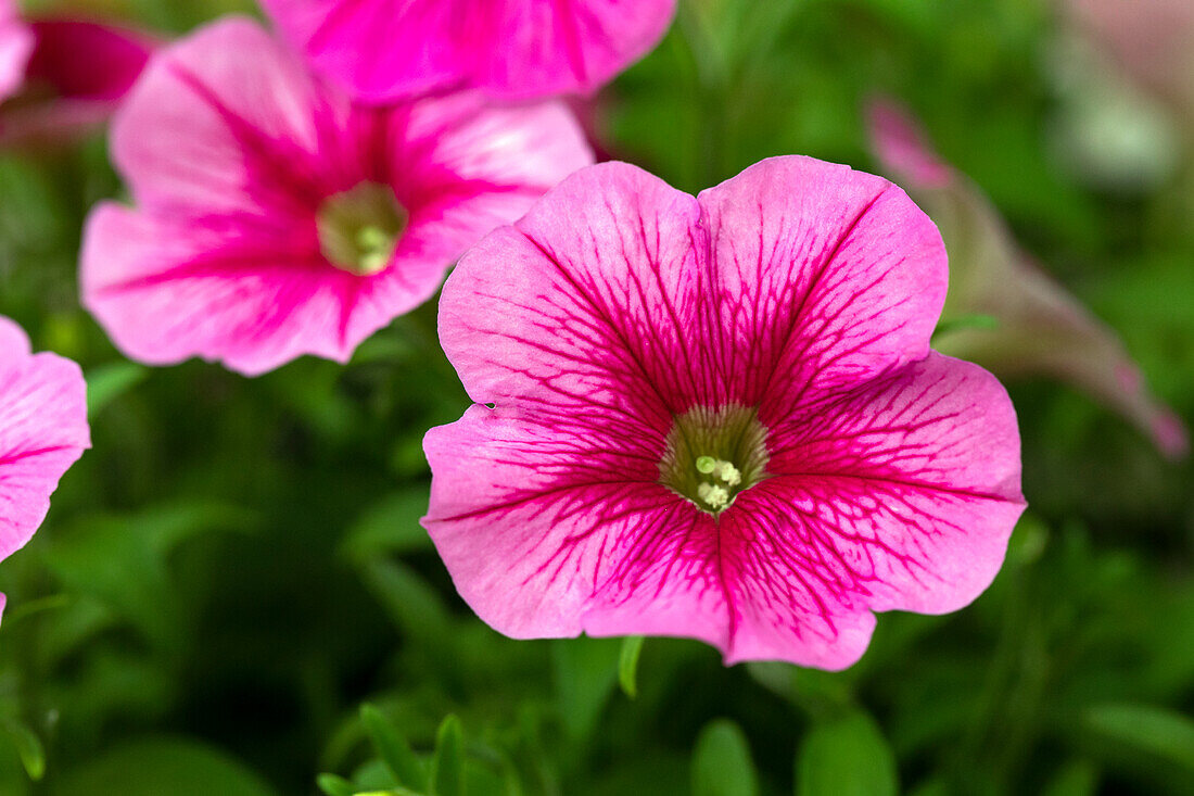 Petunia 'Success! Pink Vein'