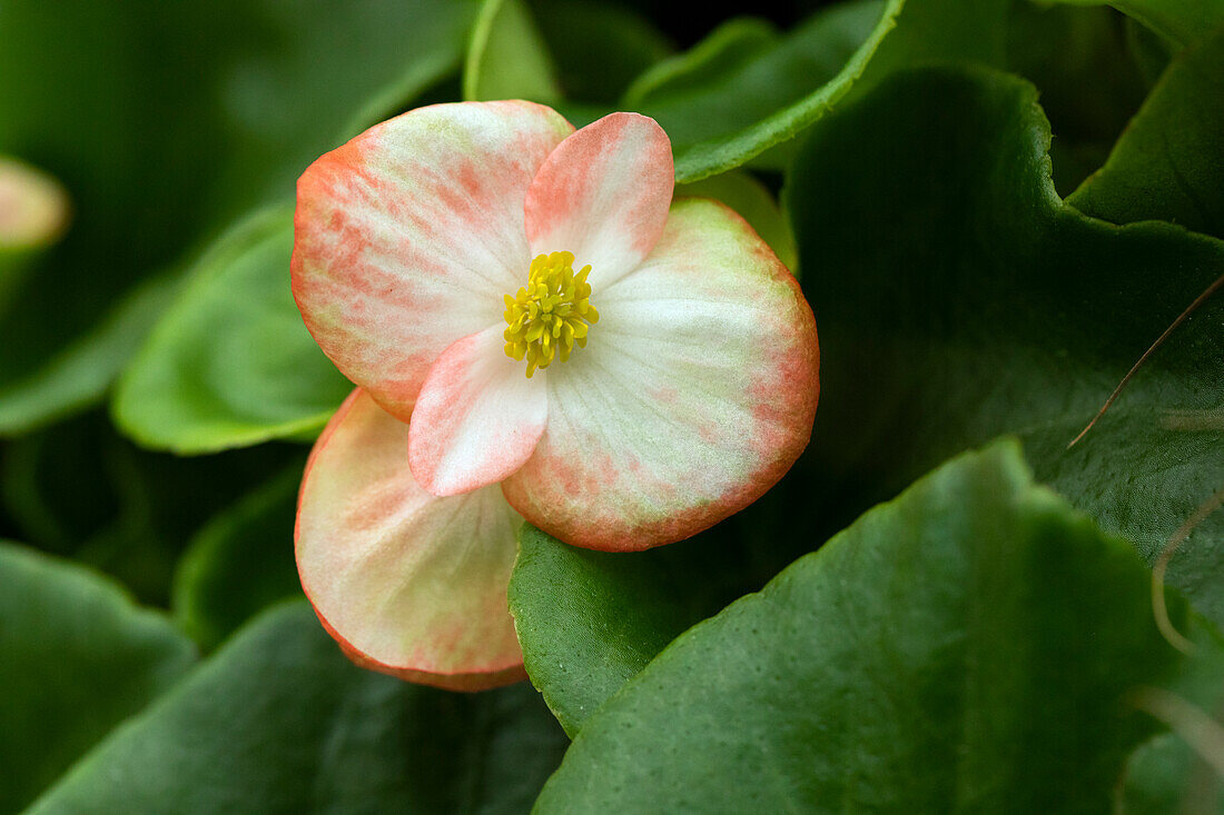 Begonia semperflorens Sprint Plus 'Orange Bicolor'