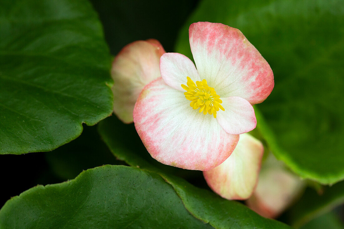 Begonia semperflorens Sprint Plus 'Blush'