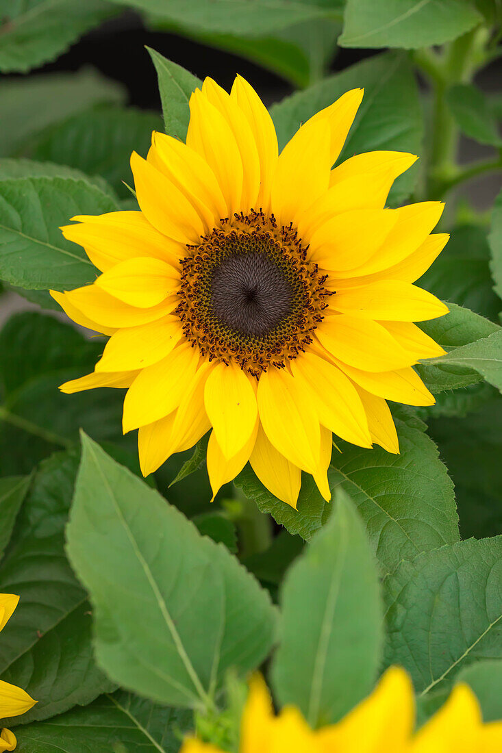 Helianthus annuus 'Bert'®