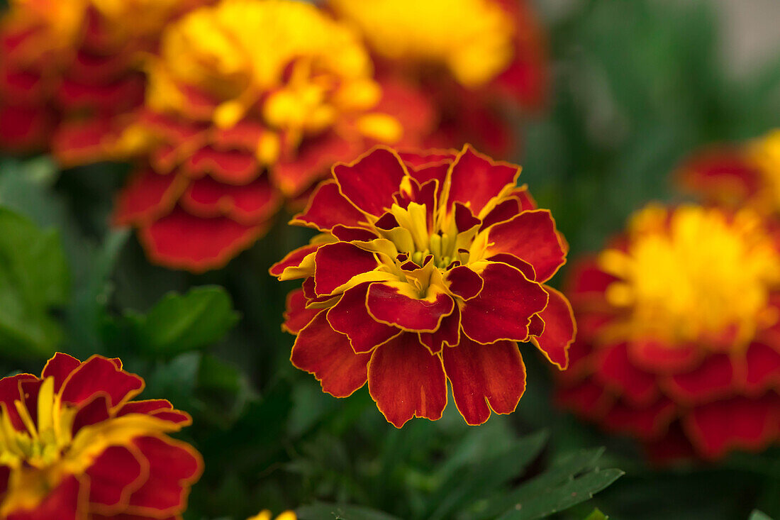 Tagetes patula 'Super Hero Spry'