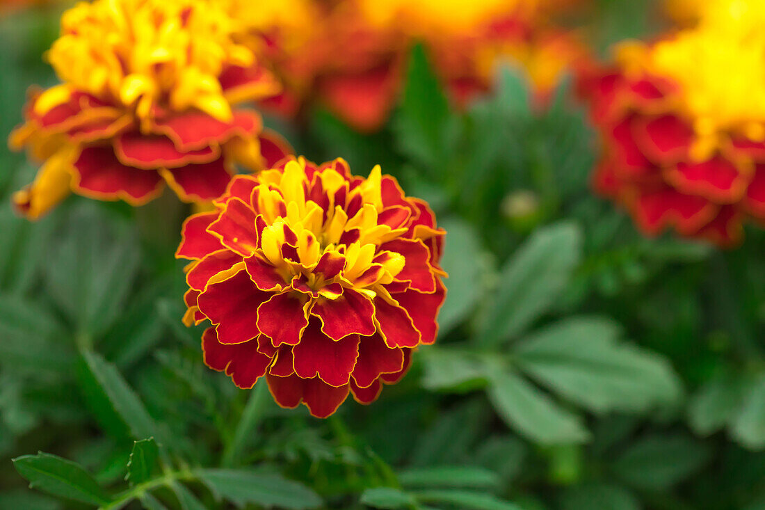 Tagetes patula 'Super Hero Spry'