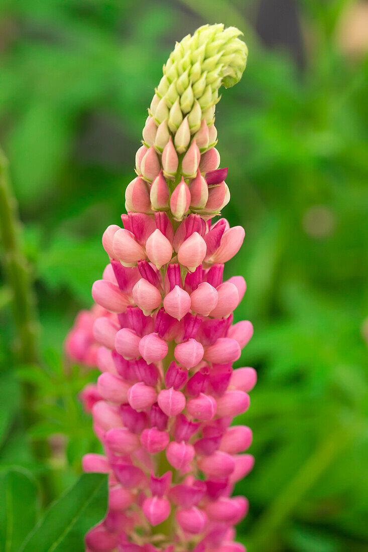 Lupinus polyphyllus 'Lupini Red Shades'