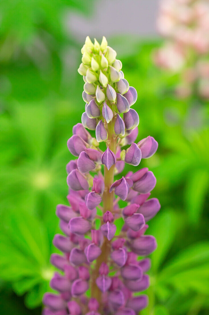 Lupinus polyphyllus 'Lupini Blue Shades'