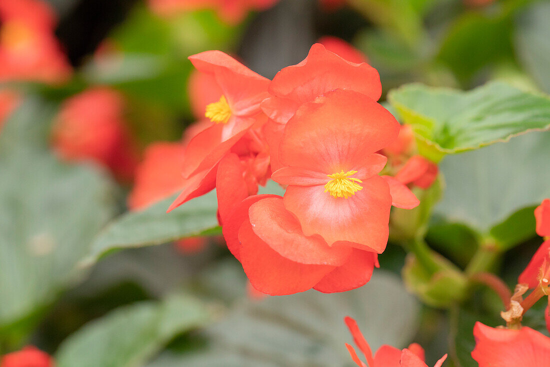 Begonia x benariensis BIG DeluXXe 'Red Green Leaf'