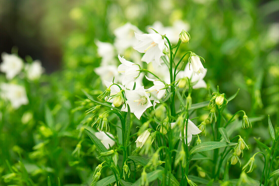 Campanula cochleariifolia Alpine Breeze White