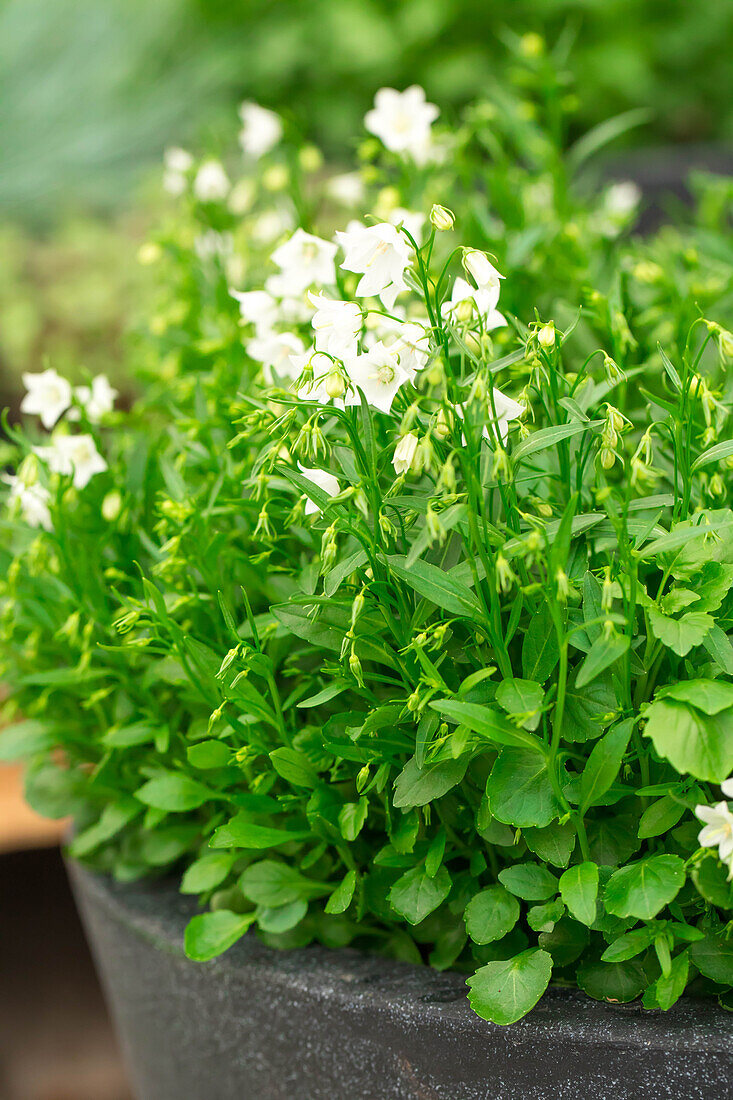 Campanula cochleariifolia 'Alpine Breeze White'