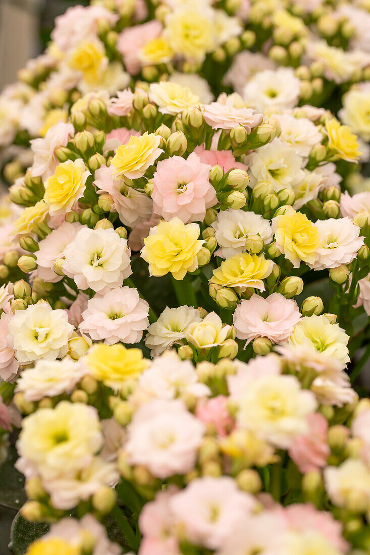 Kalanchoe blossfeldiana 'Calandiva'®