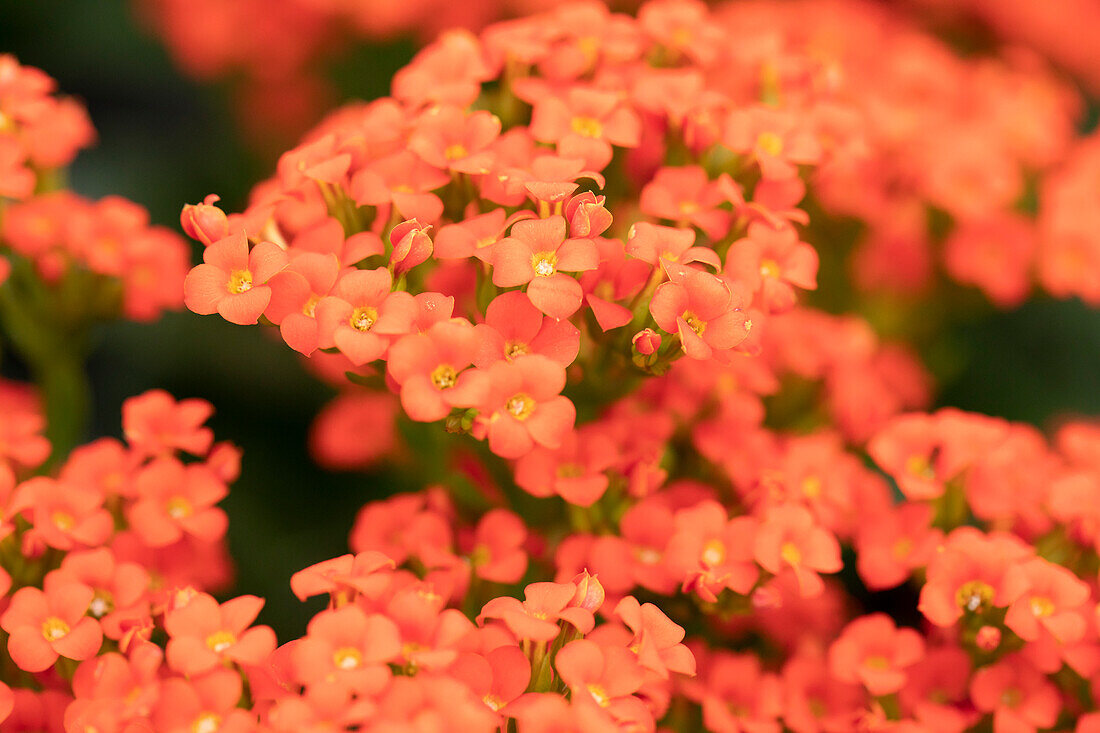 Kalanchoe blossfeldiana 'Calanday'®