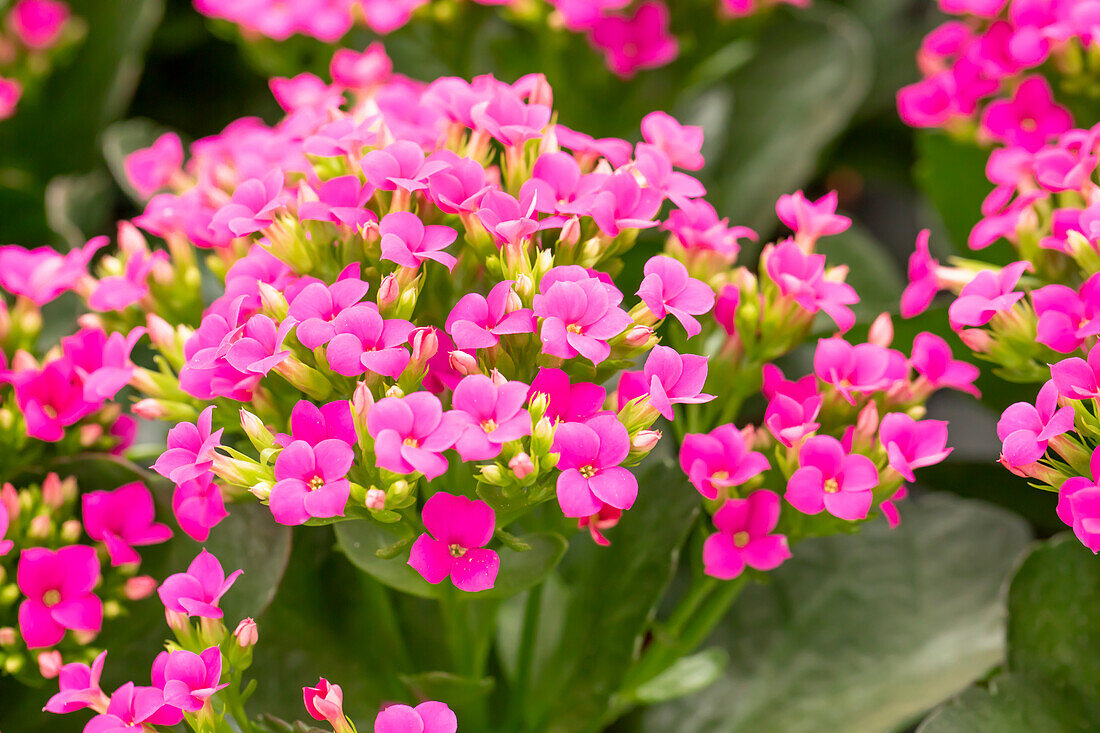 Kalanchoe blossfeldiana 'Single Tomas'