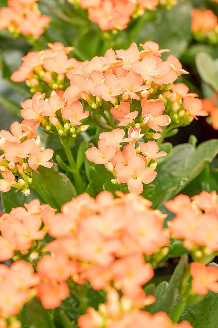 Kalanchoe blossfeldiana 'Calanday® Katmai'