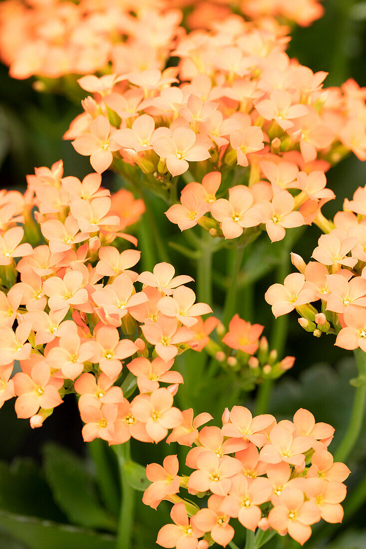 Kalanchoe blossfeldiana 'Single Petero'