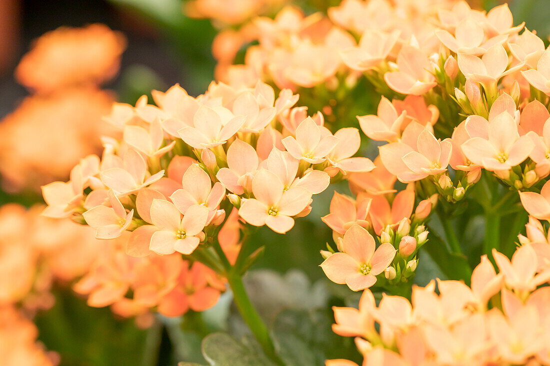 Kalanchoe blossfeldiana 'Calanday® Lascar'