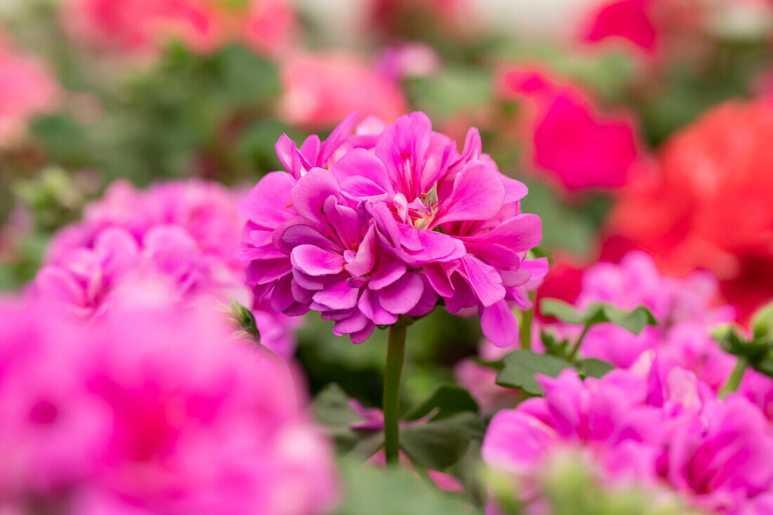 Pelargonium peltatum 'Atlantic Blue'