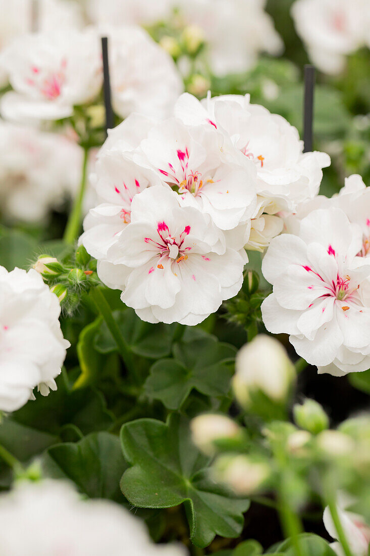 Pelargonium peltatum Atlantic Royal White