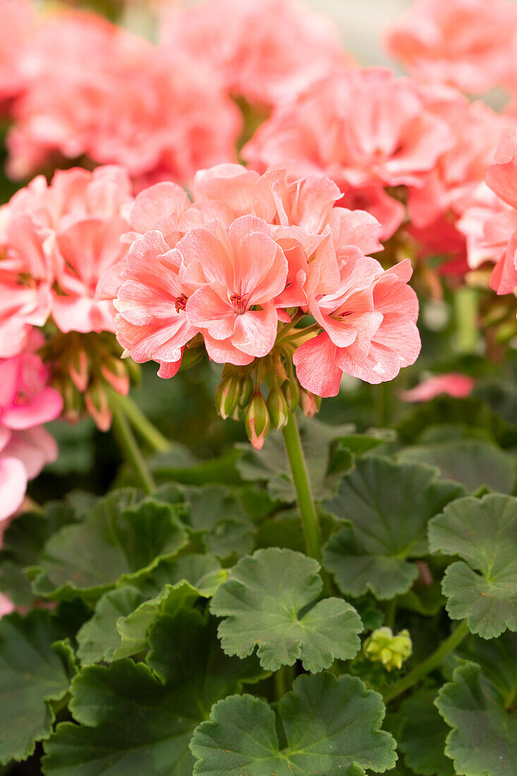 Pelargonium interspecific 'Big EEZE Foxy Flamingo'