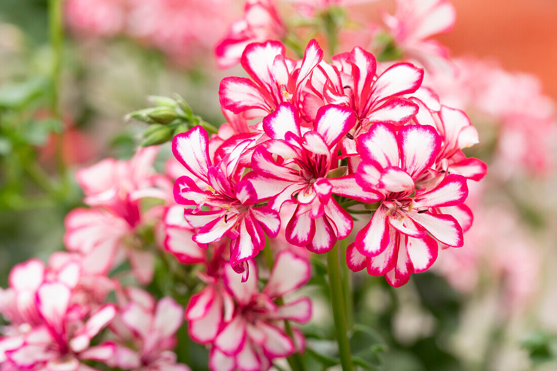 Pelargonium peltatum 'Mexikanerin'