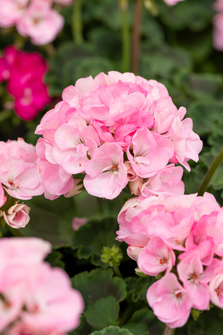 Pelargonium zonale Green Idols