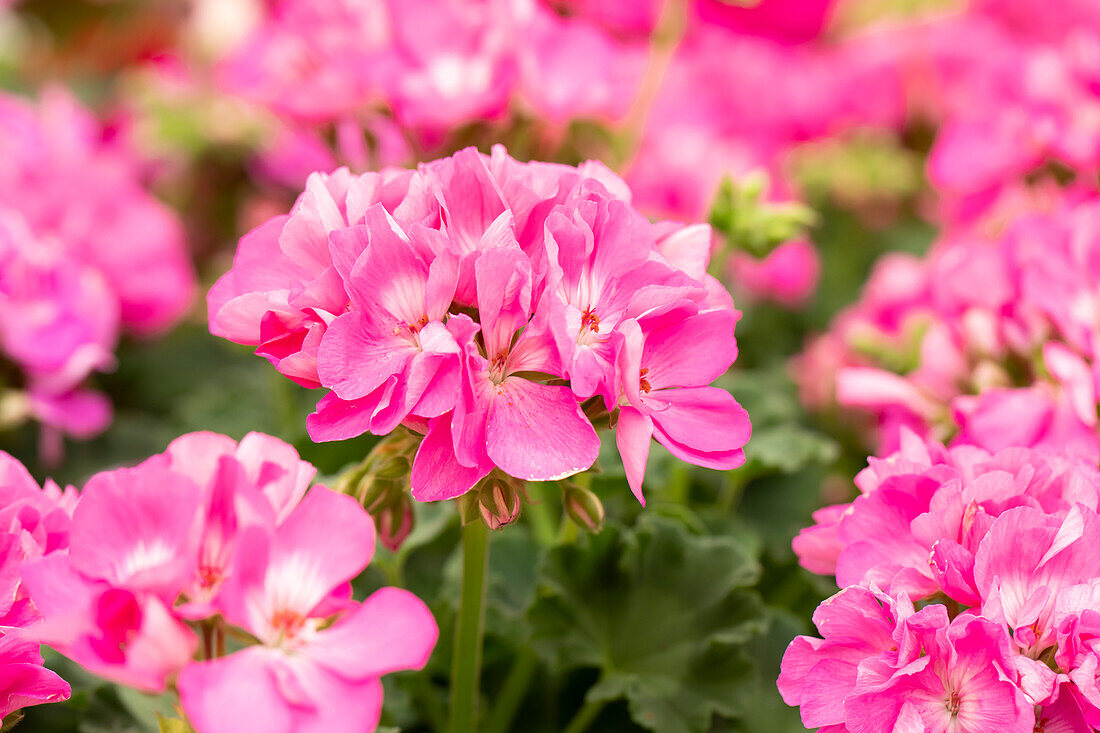 Pelargonium zonale 'Survivor Idols Pink