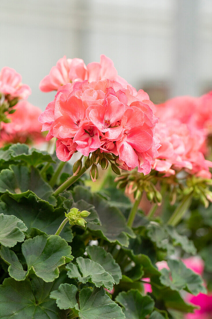 Pelargonium interspecific Big EEZE Foxy Flamingo