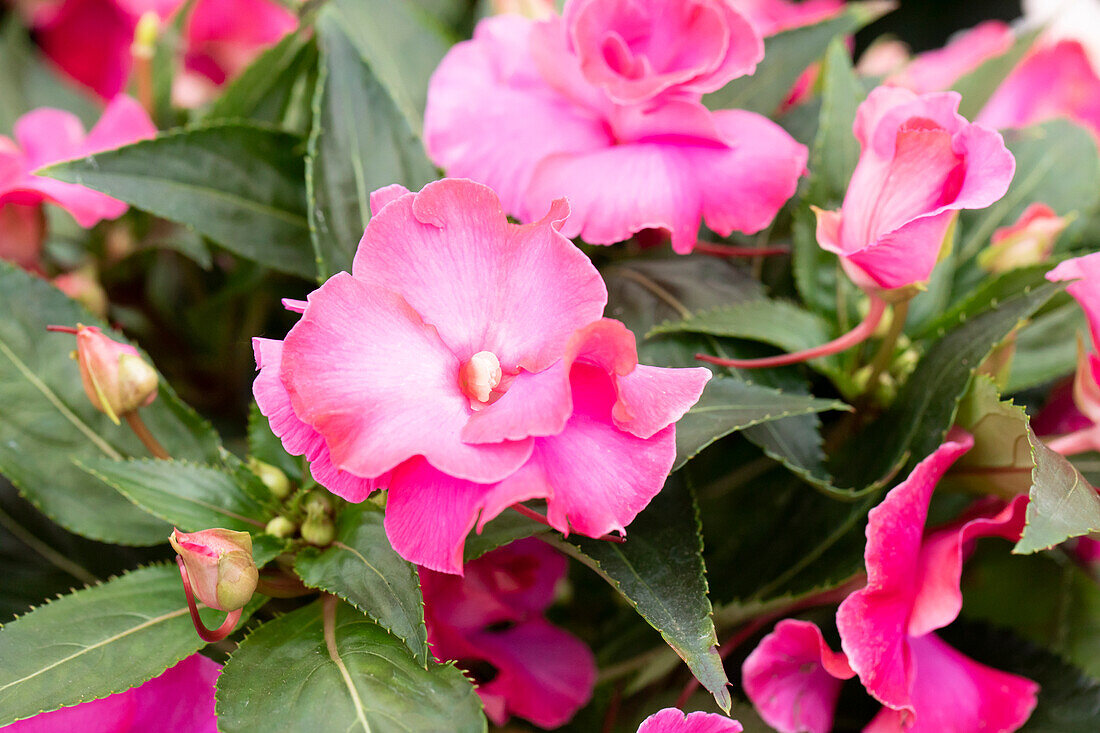 Impatiens neuguinea 'Roller Coaster Hot Pink