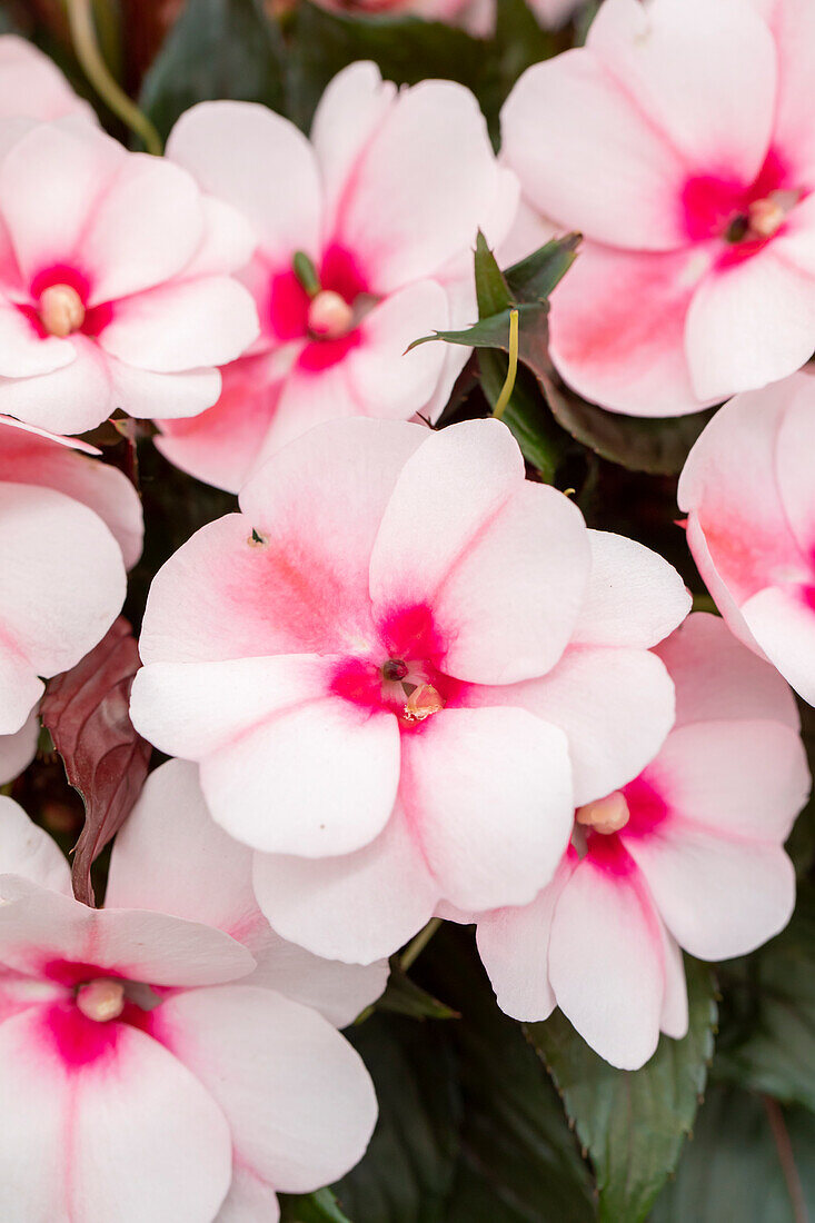 Impatiens neuguinea 'Tamarinda Cherry Blossom'
