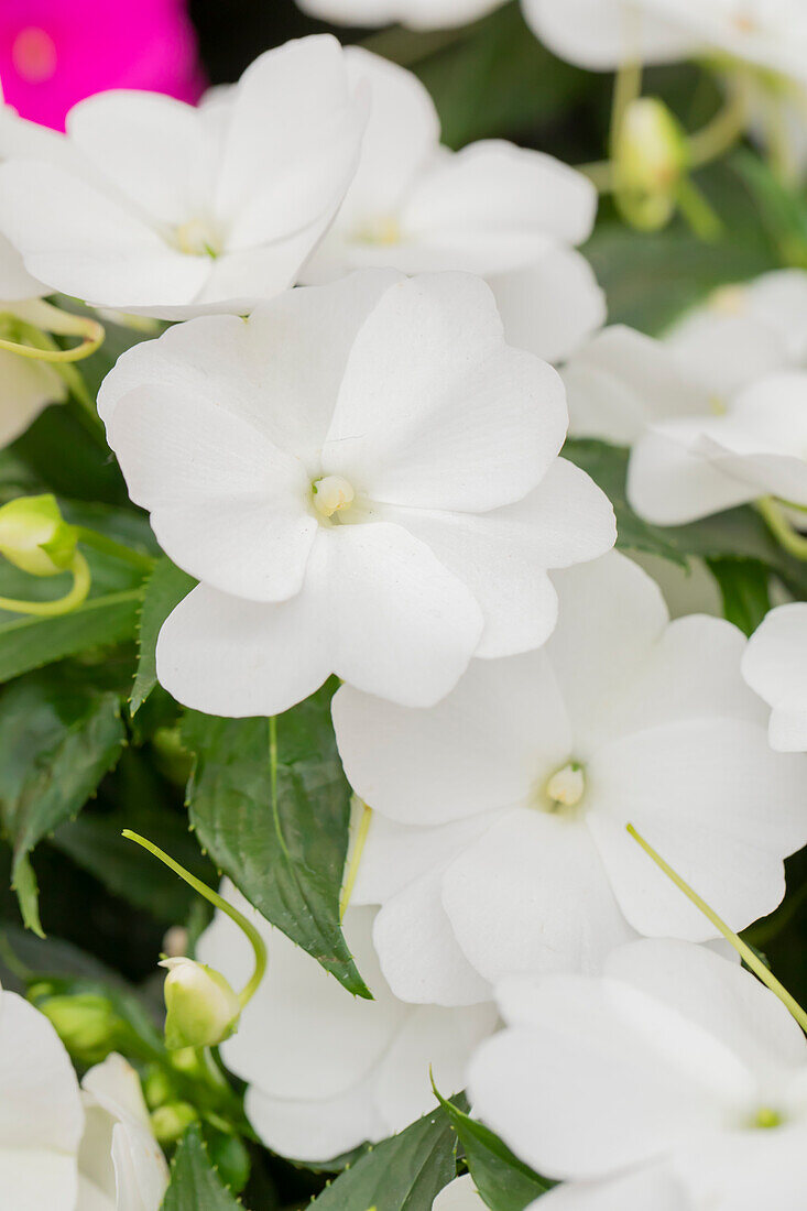 Impatiens neuguinea 'Petticoat White'