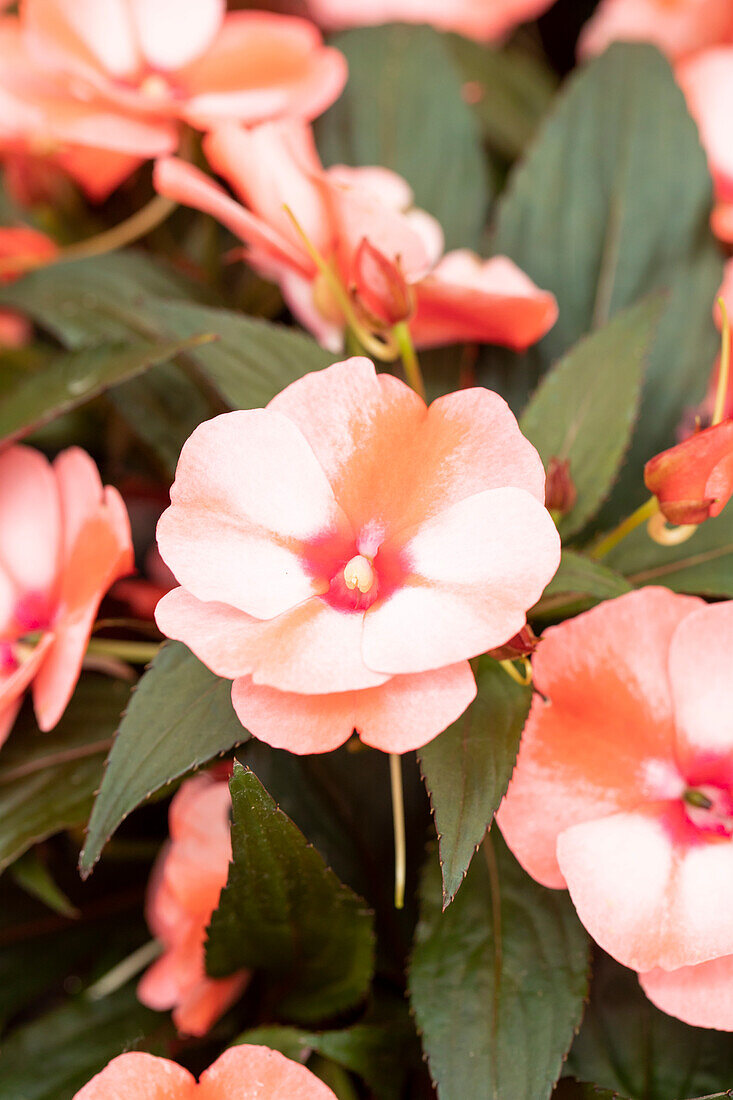 Impatiens neuguinea Petticoat Red Star