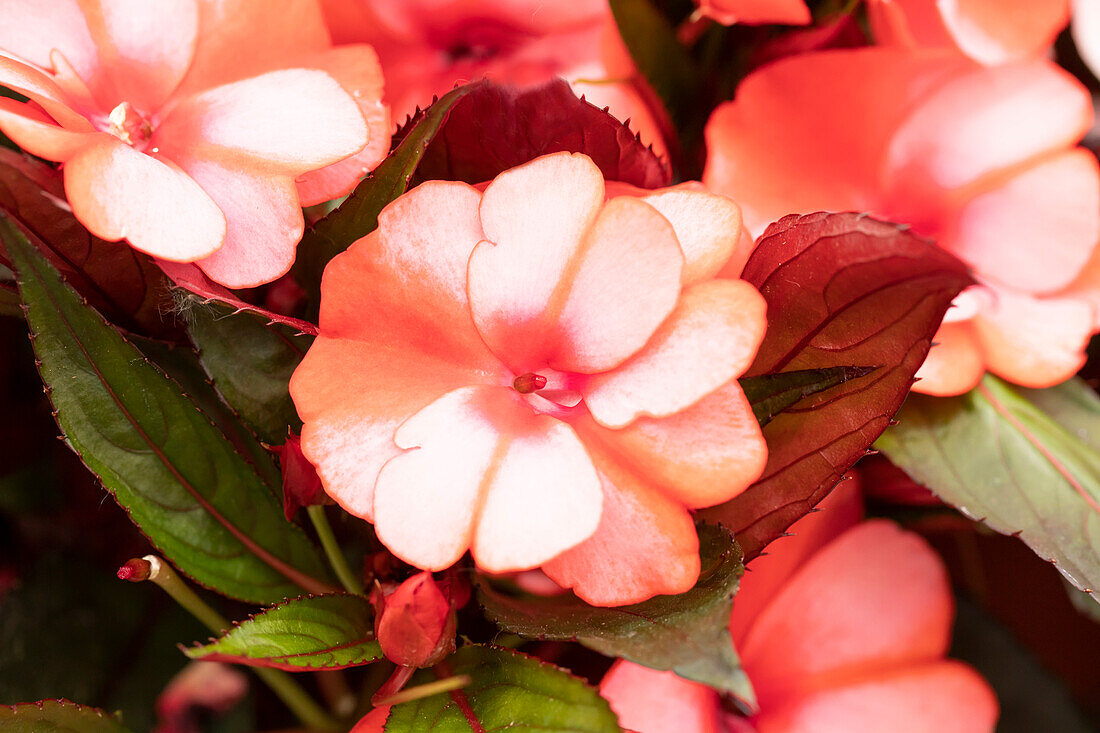 Impatiens neuguinea 'Petticoat Red Star'