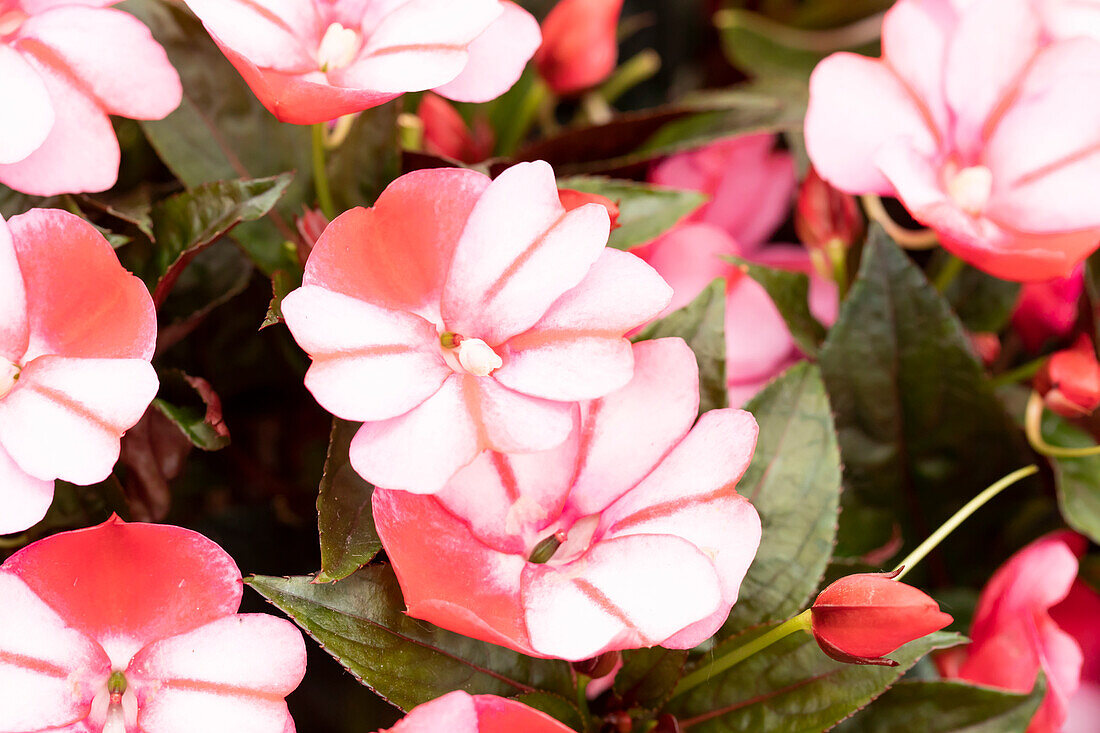 Impatiens neuguinea 'Petticoat Red Star 2019'