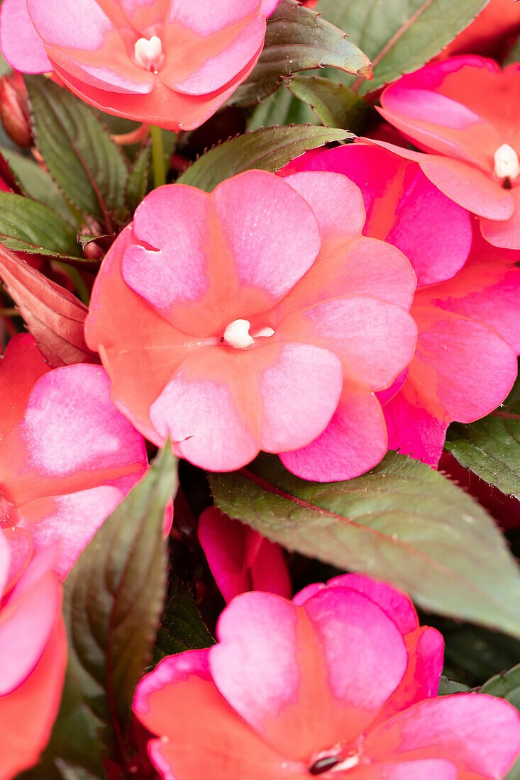 Impatiens neuguinea 'Petticoat Blue Star' 2019