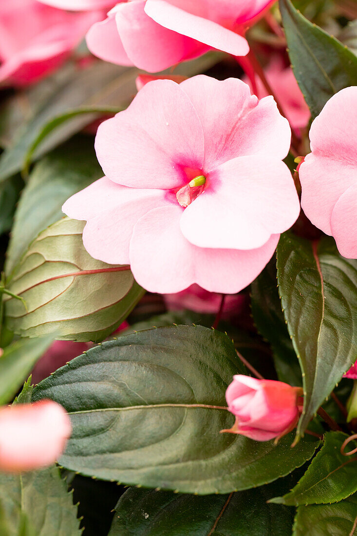 Impatiens neuguinea 'Petticoat Pink