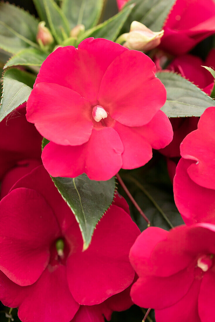 Impatiens neuguinea 'Petticoat Aubergine'