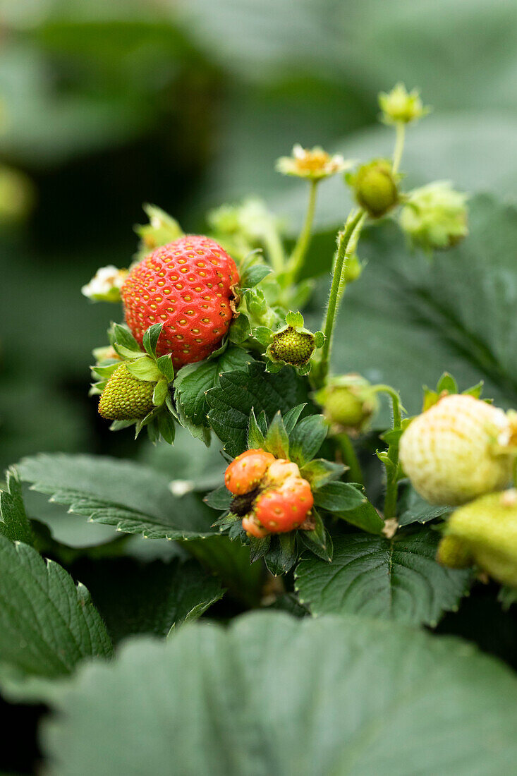 Fragaria