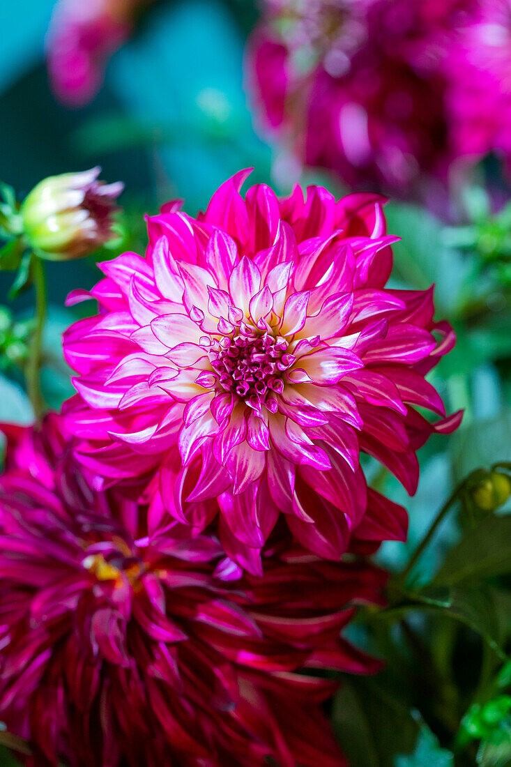 Dahlia REBEL 'Jubilee'