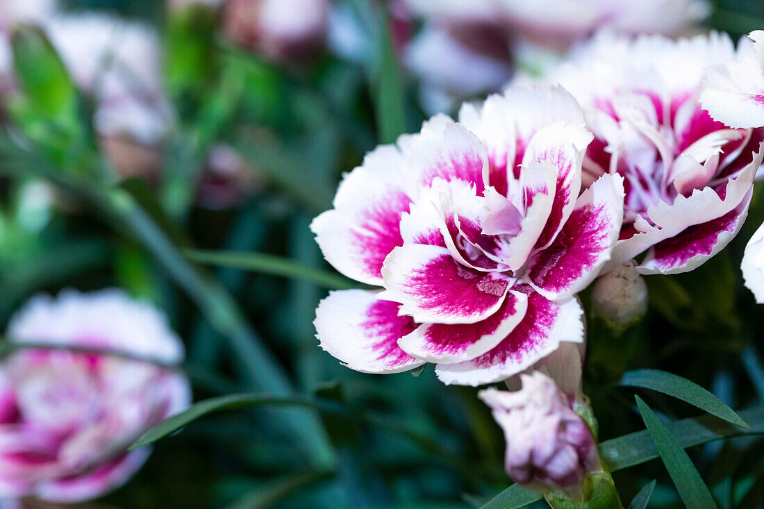 Dianthus Odessa® 'Amy'