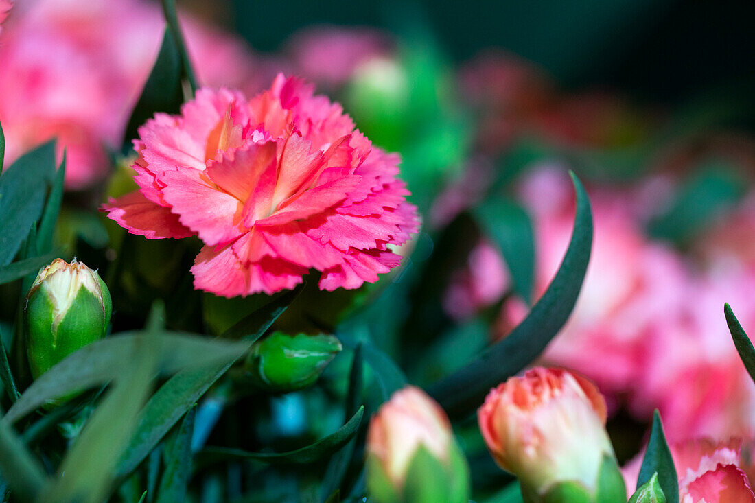 Dianthus Sunflor® 'Cody'