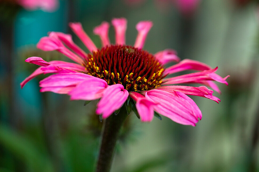 Echinacea 'Mooodz® Awake