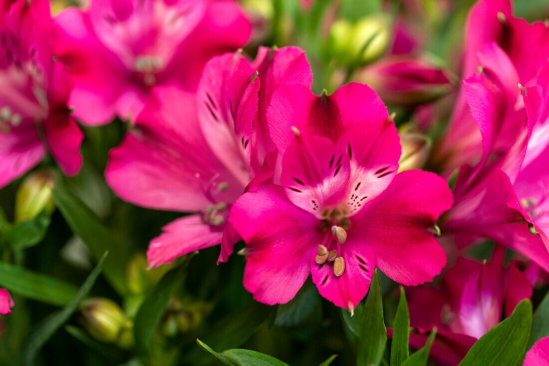 Alstroemeria 'Inticancha® Machu'