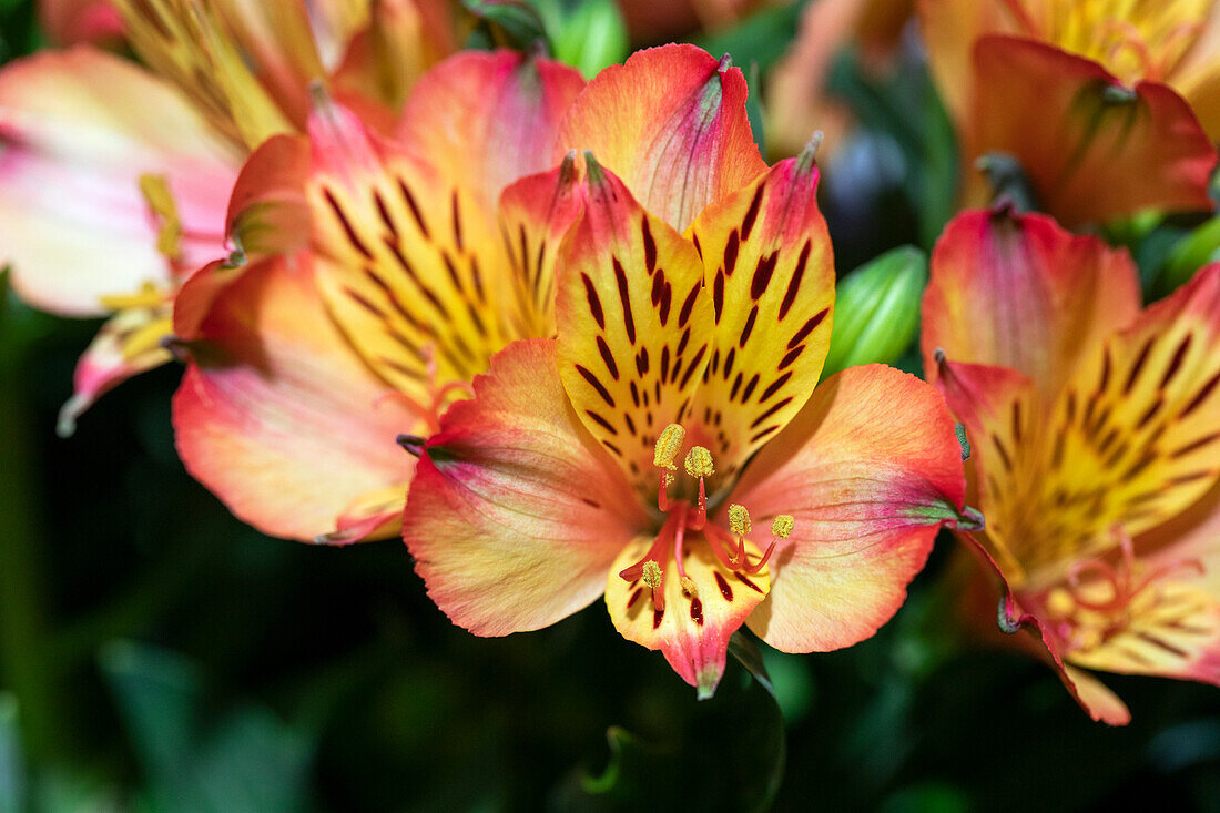 Alstroemeria Inticancha® Bryce