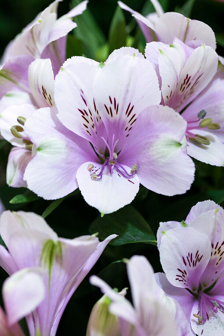 Alstroemeria 'Inticancha® Moon'