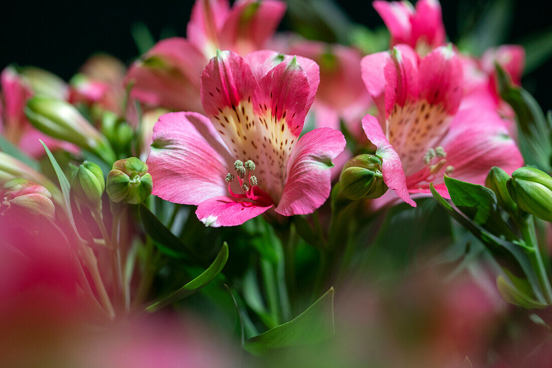 Alstroemeria Inticancha® Kanika