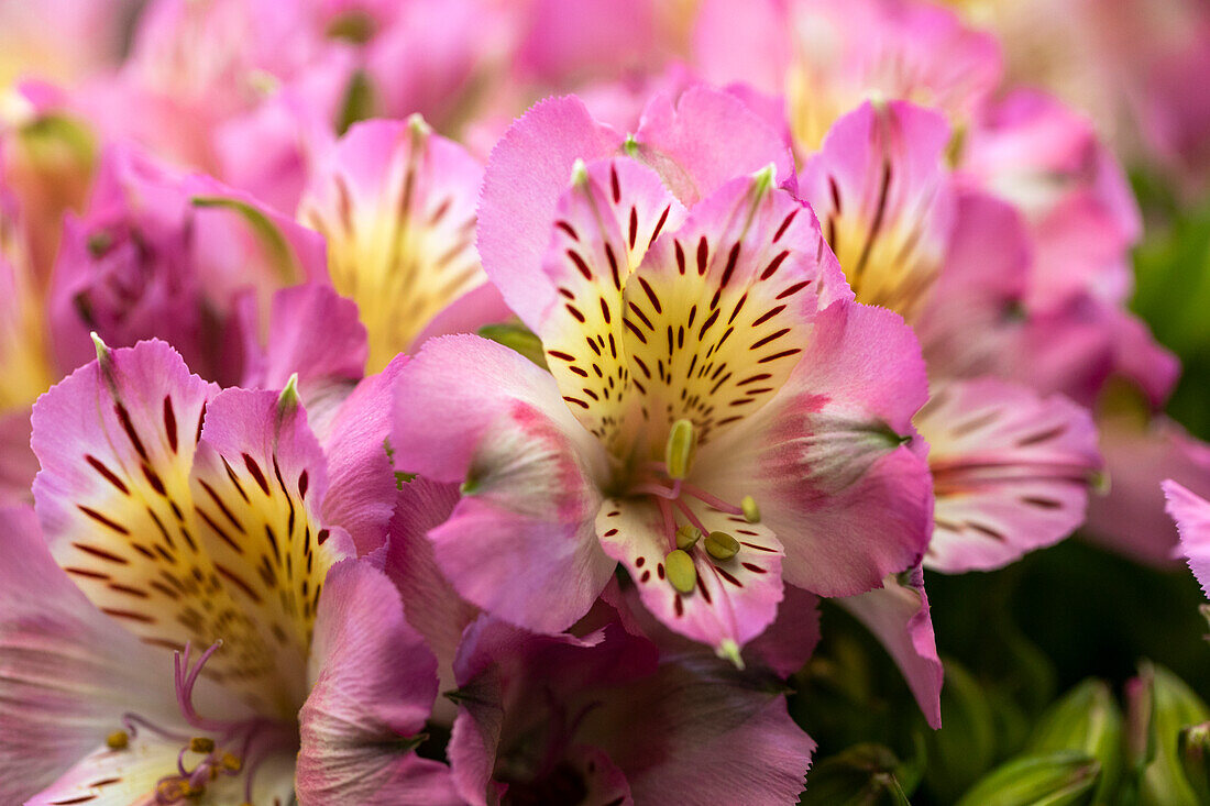 Alstroemeria 'Inticancha® Sunday