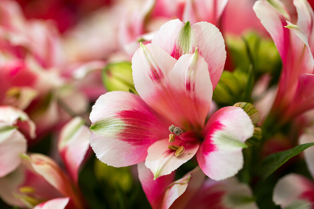 Alstroemeria 'Inticancha® Maya