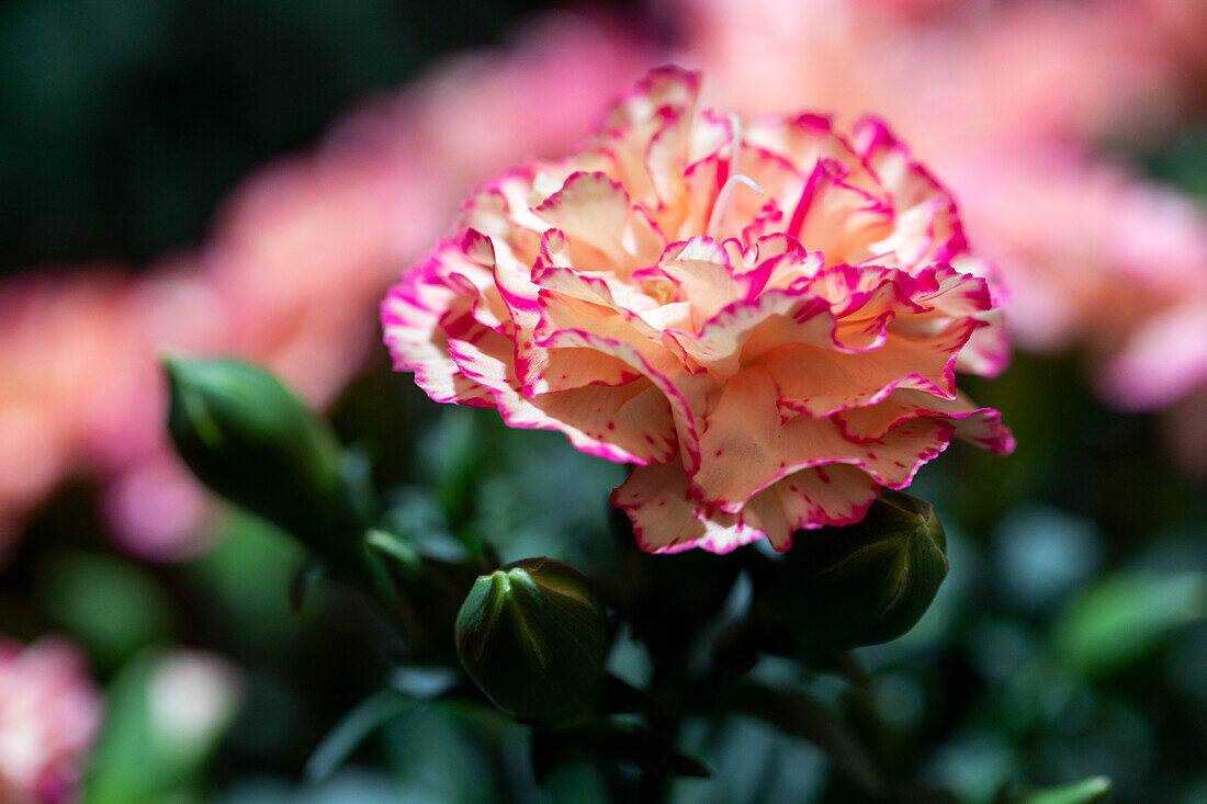 Dianthus Flow® 'Bondi Beache'