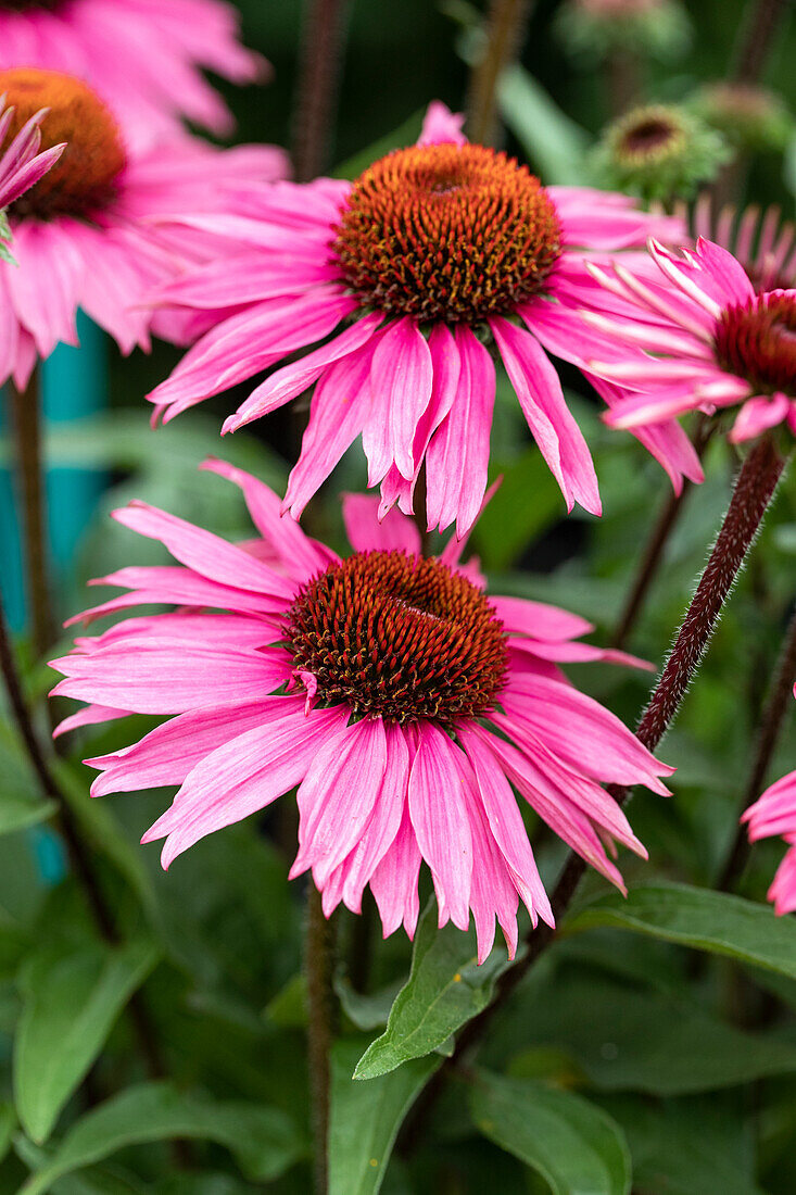 Echinacea 'Mooodz® Courage