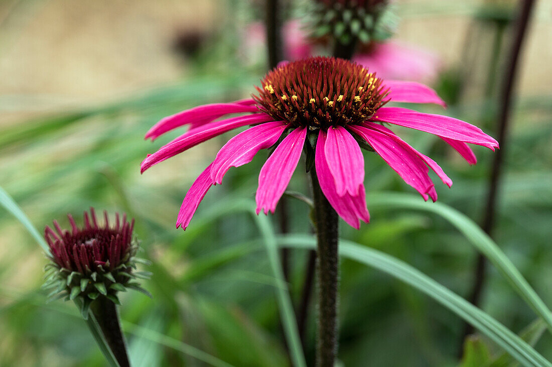 Echinacea 'Mooodz® Awake'