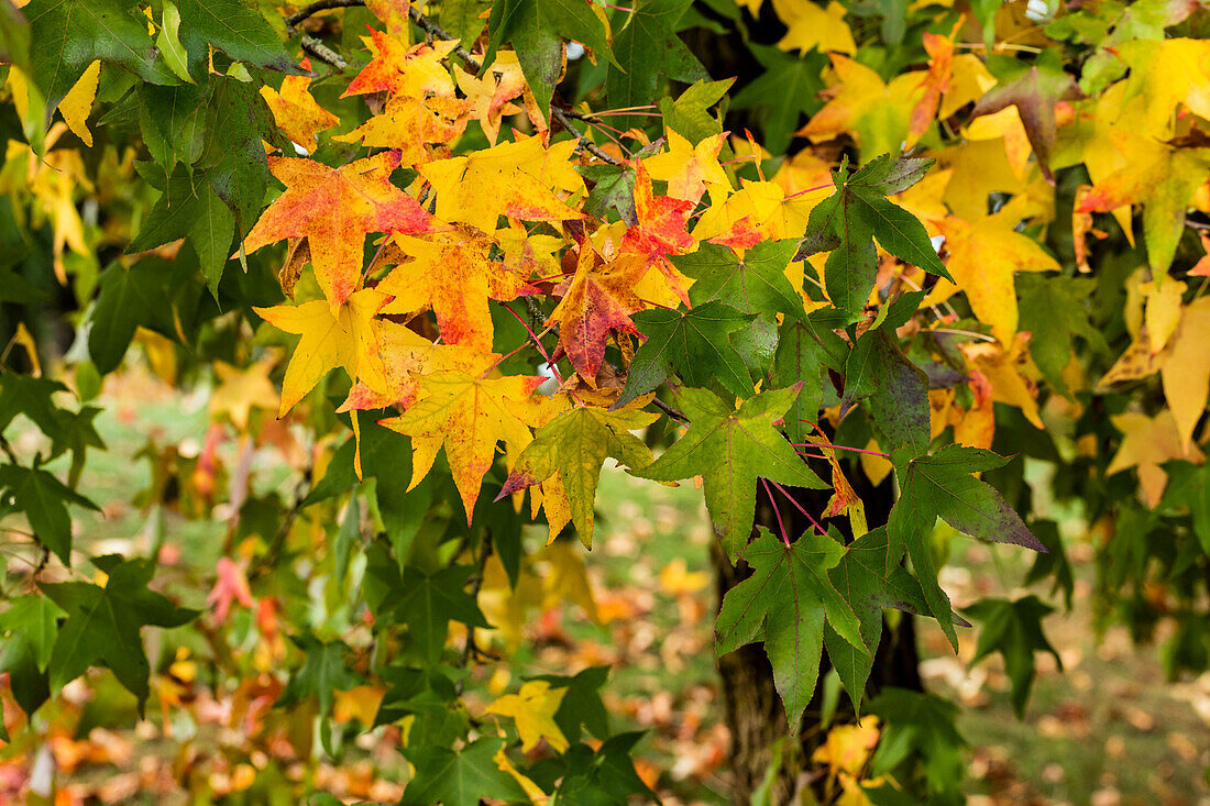 Liquidambar styraciflua