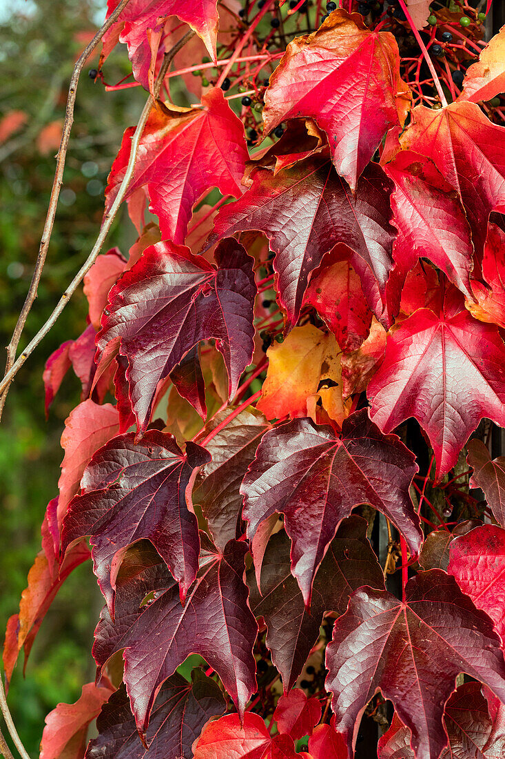 Vitis amurensis