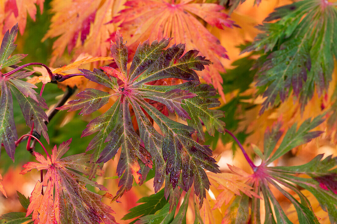 Acer japonicum